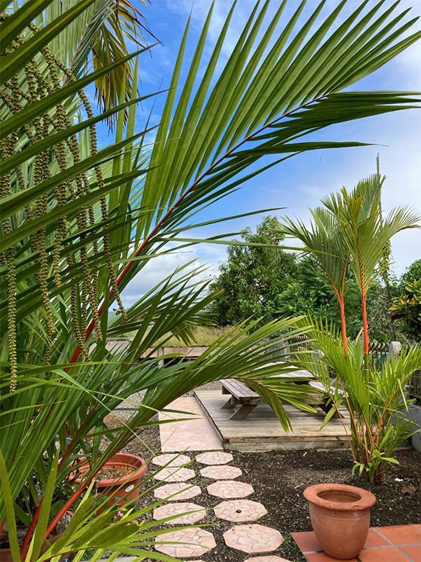Villa La Roserie Ducos Экстерьер фото